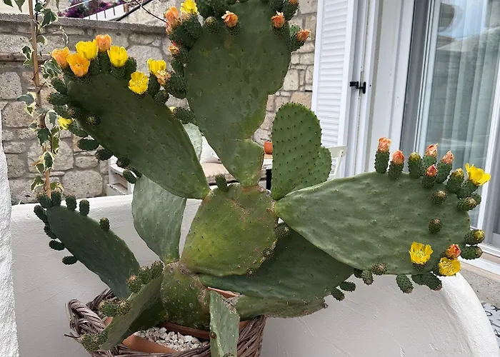 Selin Oda ve Kahvaltı 3*